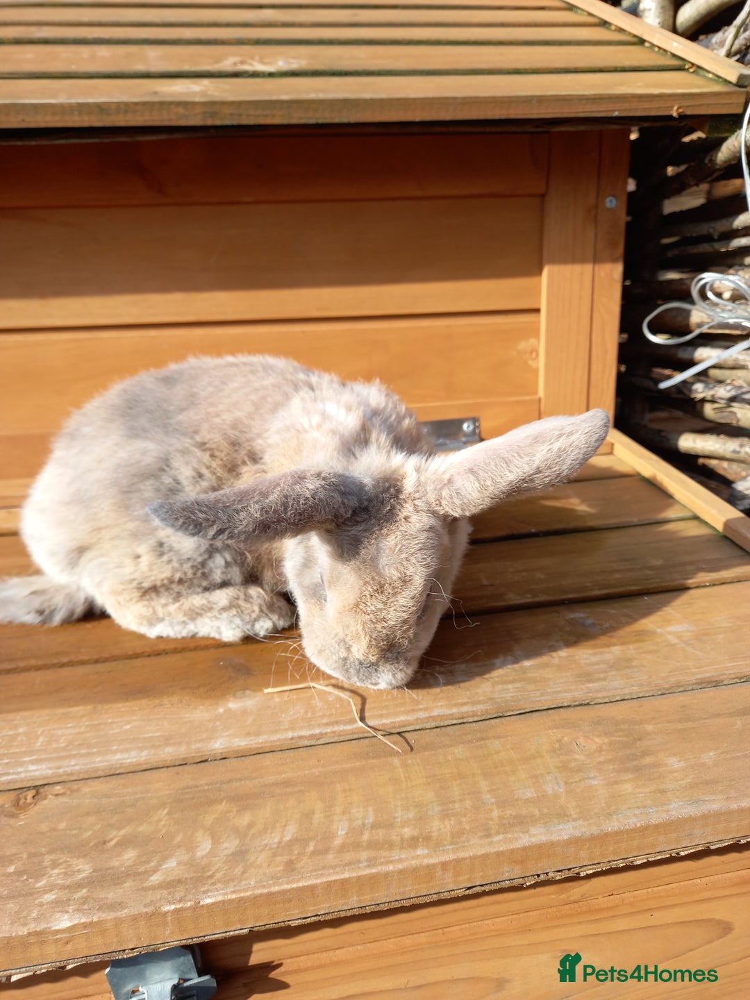 Mini Lop rabbits for sale: Mini plush lops - Image 14