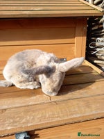 Mini Lop rabbits - Advert 16