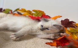 Ragdoll cats for sale: Adorable Ragdoll Kittens - GCCF registered - Image 3