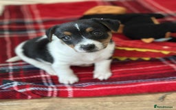 Jack Russell dogs for sale: Jack Russell Pure Breed Puppy’s  - Image 32