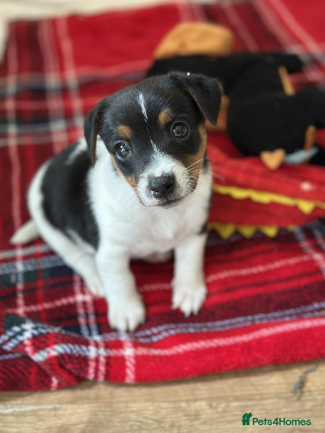 Jack Russell dogs for sale: Jack Russell Pure Breed Puppy’s  - Image 32