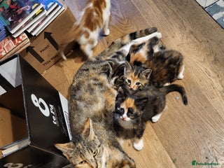 Mixed Breed cats Mixed kittens for sale, wide range of variety. - Advert 1