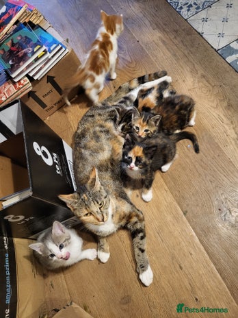Mixed Breed cats Mixed kittens for sale, wide range of variety. - Advert 1