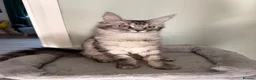Maine Coon cats for sale: beautiful Venus Pure Maincoon  - Advert 1