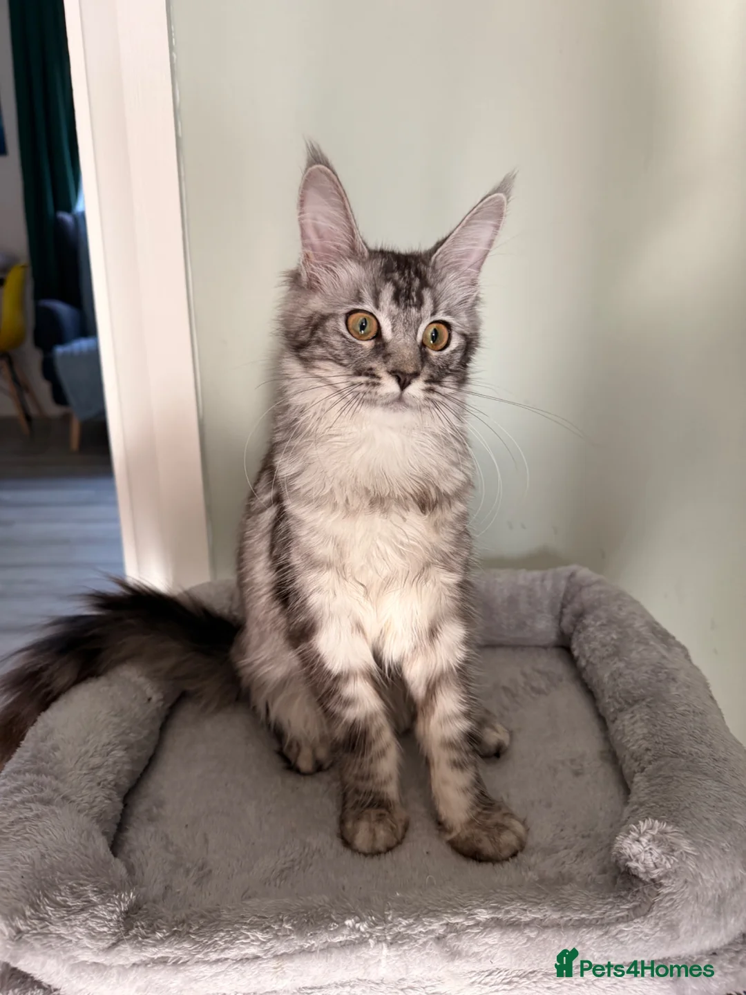 Maine Coon cats for sale: beautiful Venus Pure Maincoon  - Advert 1