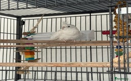 Cockatiels birds for sale: 2 Tamed 3yr old cocktails - Image 5