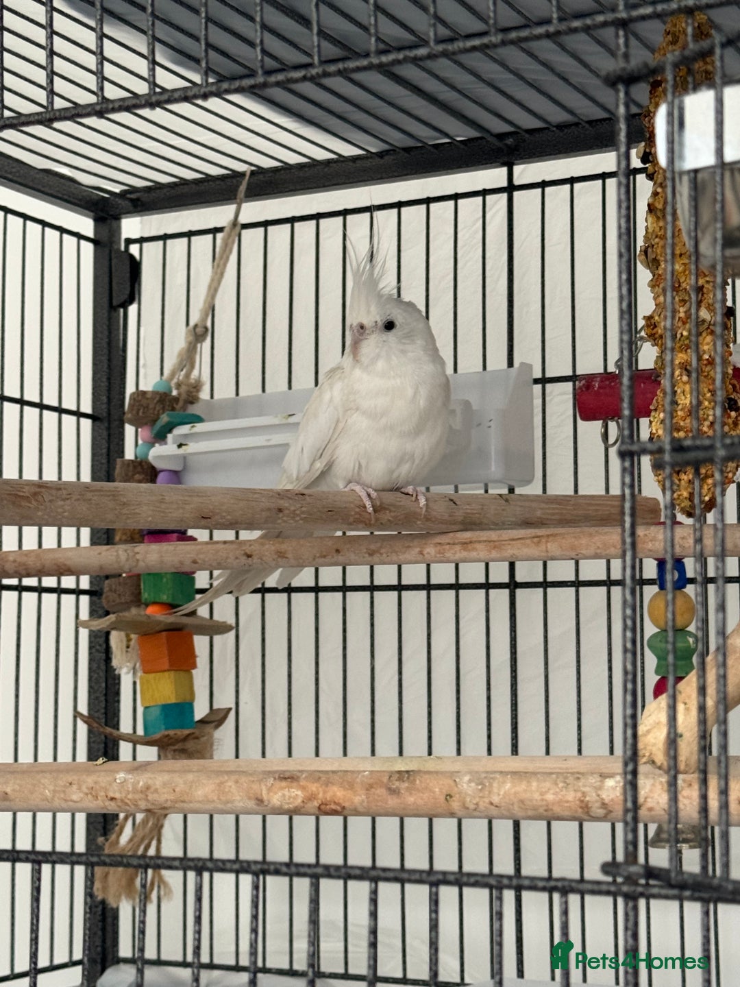 Cockatiels birds for sale: 2 Tamed 3yr old cocktails - Image 5