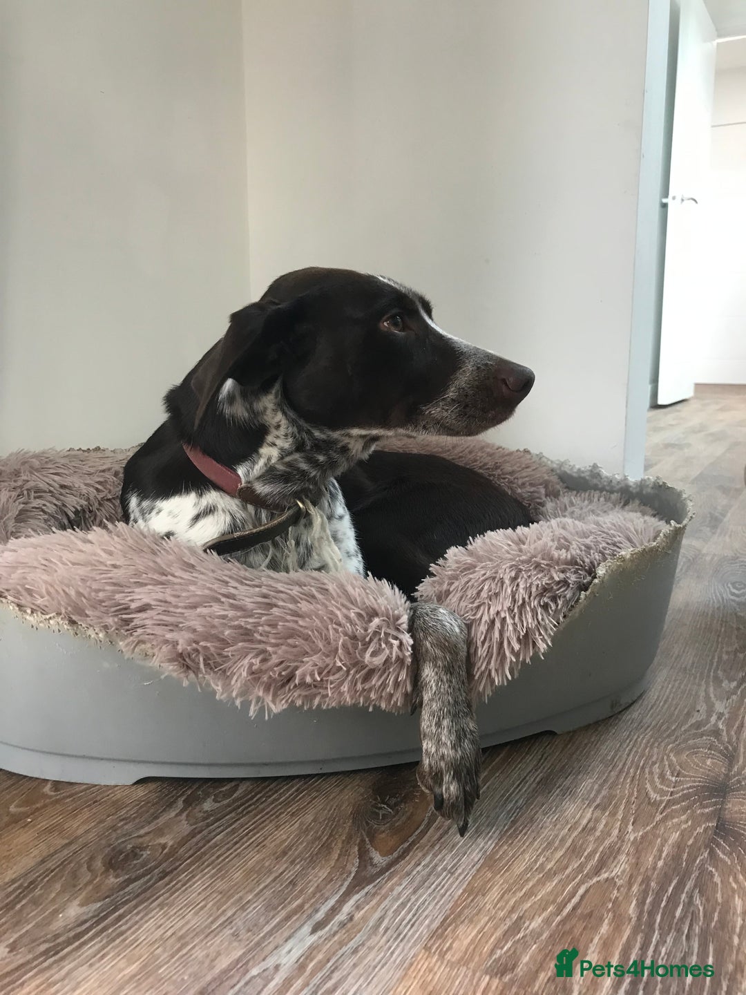 Mixed Breed dogs for sale: German pointer cross collie - Image 1