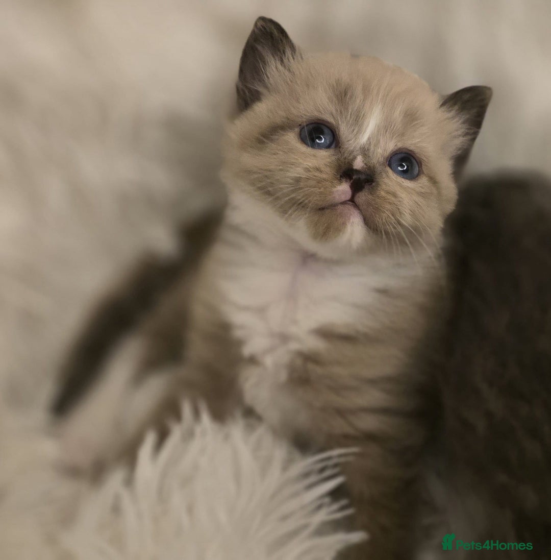 Scottish Fold cats for sale: Beautiful Scottish fold babies - Image 7