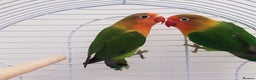 Lovebirds birds for sale: Lovebird pair with cage starter food and toys - Advert 2