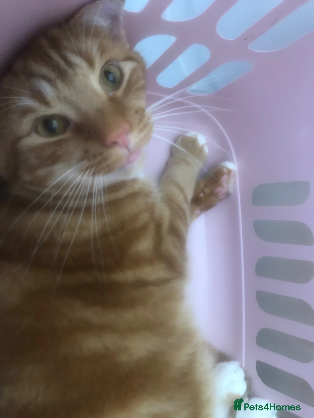 Mixed Breed cats for sale: 4 cats need rehoming due to house move  in Liverpool - Advert 2