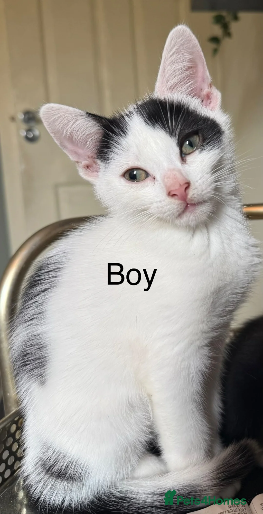 Mixed Breed cats for sale: 5 gorgeous kittens ready now - Advert 1