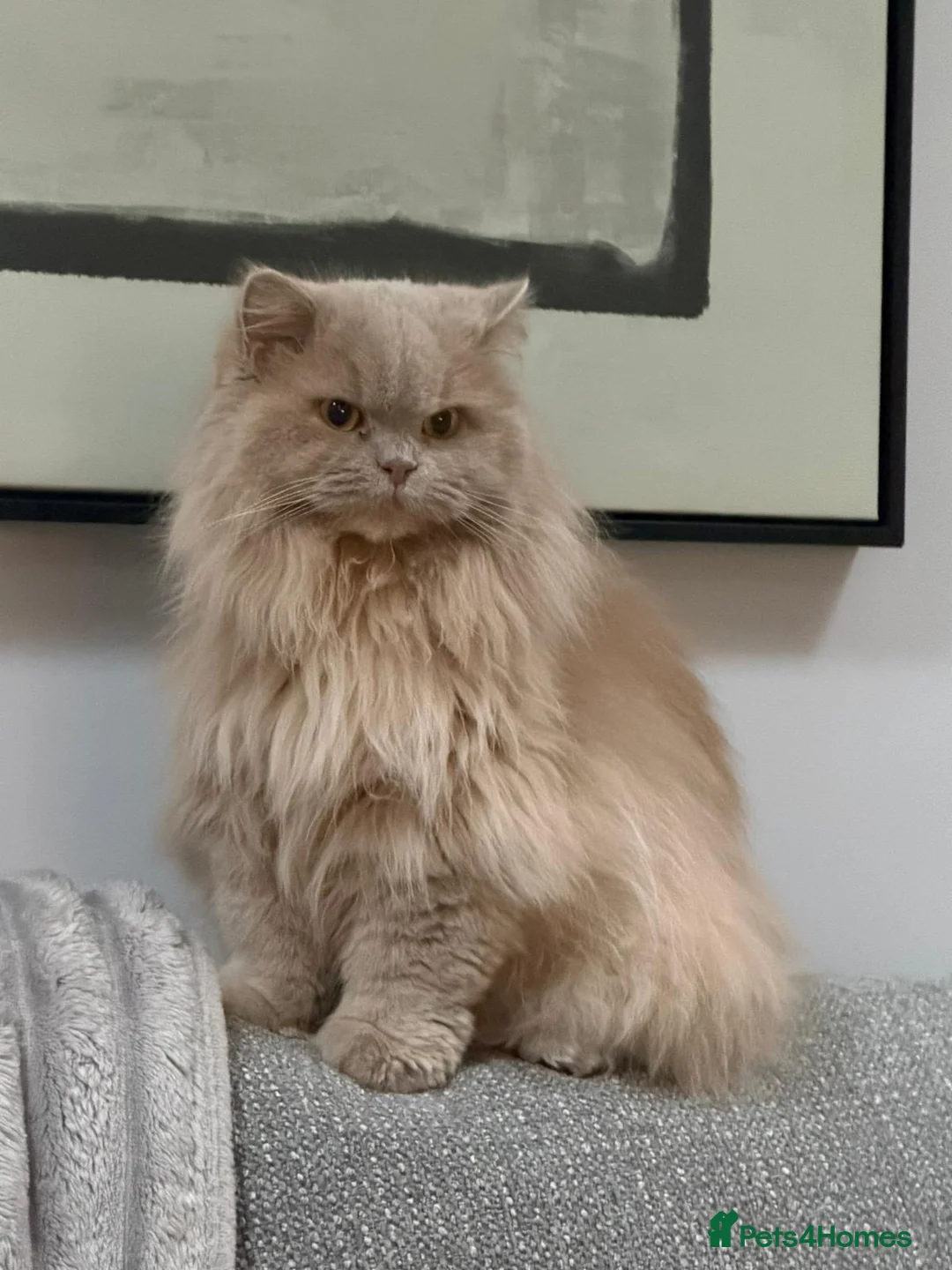 British Longhair cats for sale: Lola a fawn tortie British longhair - Advert 1