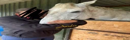 Irish Sports horses for sale: ISH companion  - Advert 4