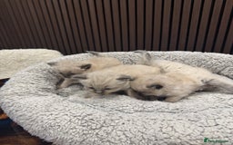 Ragdoll cats for sale: Stunning Ragdoll Kittens Ready soon - Image 5