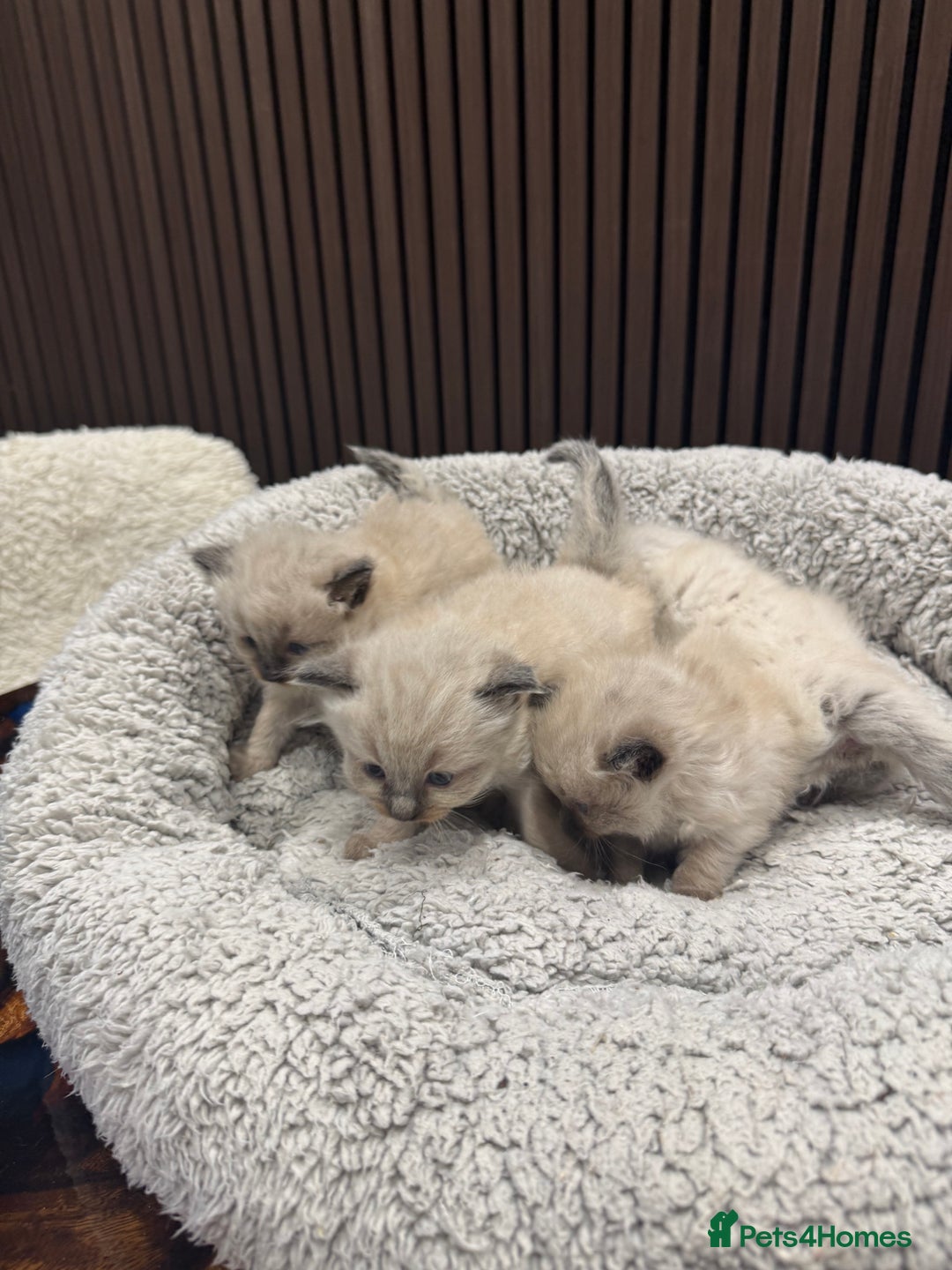 Ragdoll cats for sale: Stunning Ragdoll Kittens Ready soon - Image 5