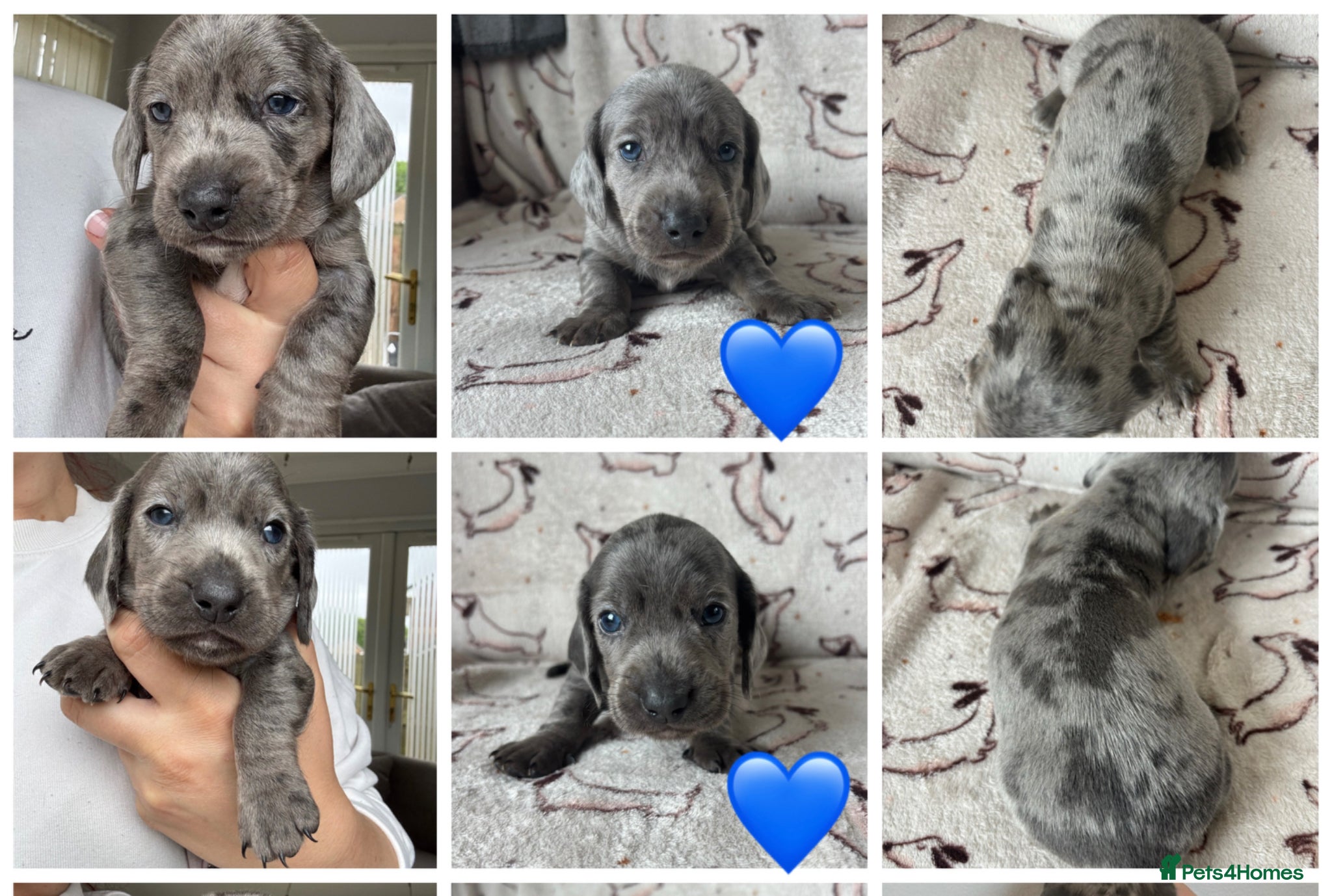 Miniature Dachshund dogs 🐾 Miniature Dachshund Puppies 2 Boys left 🐾 - Advert 16
