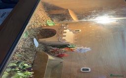 Tortoise reptiles for sale: Tortoise for rehome - Image 2