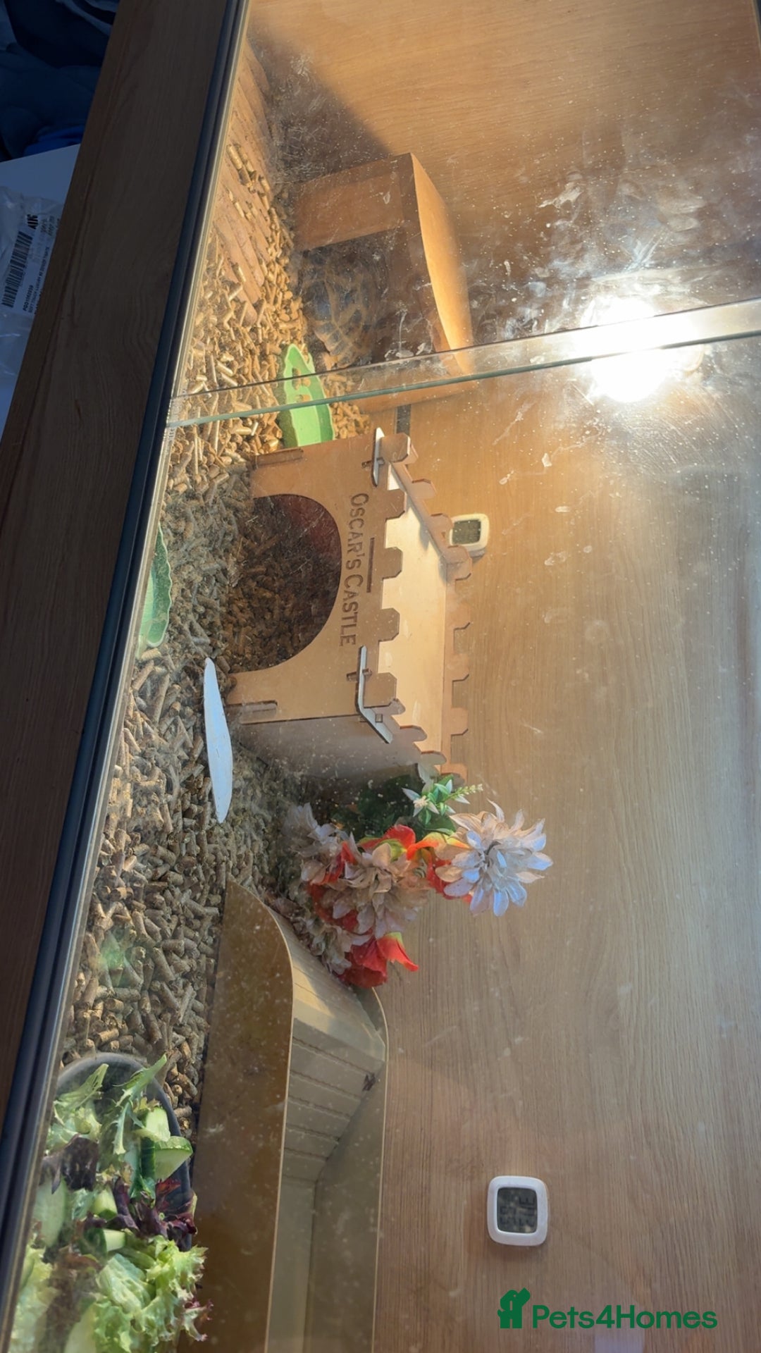 Tortoise reptiles for sale: Tortoise for rehome - Image 2