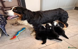 Bernese Mountain Dog dogs for sale: KC Registered BMD Available  - Image 12