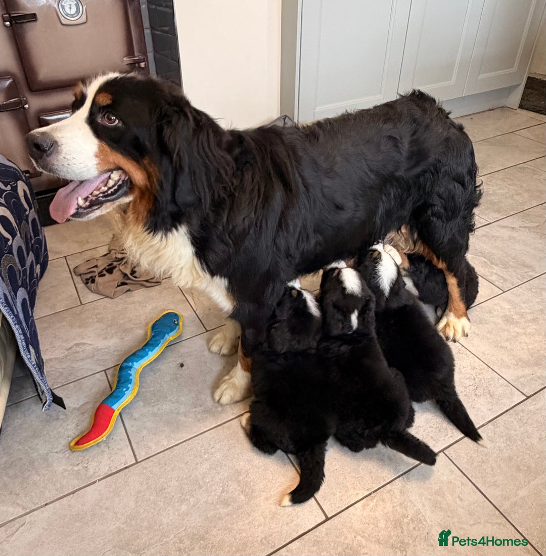 Bernese Mountain Dog dogs for sale: KC Registered BMD Available  - Image 12