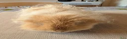 Guinea Pig rodents for sale: Gorgeous bonded boys  - Advert 3