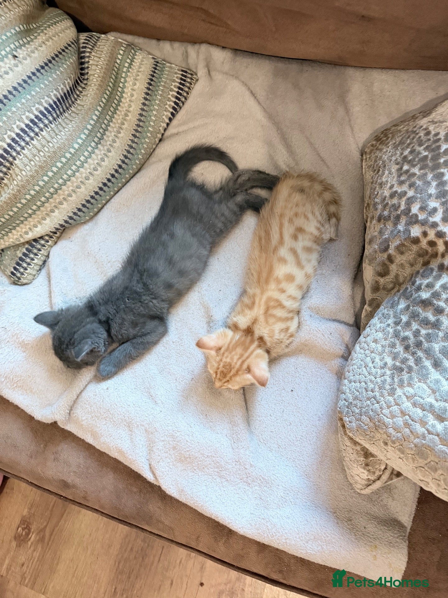 Mixed Breed cats Beautiful Ginger female  - Advert 2