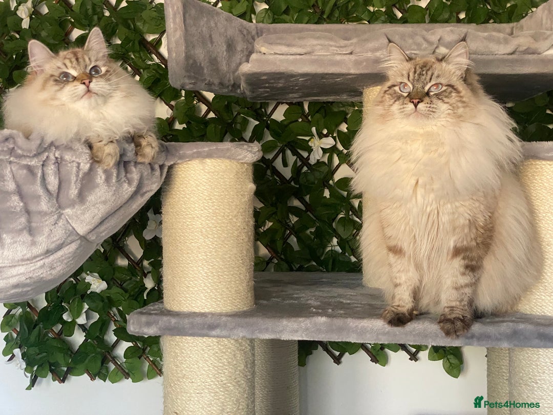 Siberian cats for sale: 🌓Word Champion Grandfather 🌖 - Advert 16