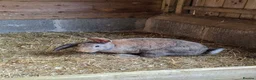 Mixed Breed rabbits for sale: Rabbits - Advert 6