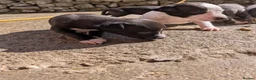 Whippet dogs for sale: KC REGISTERED WHIPPET PUPPIES – READY 31ST AUGUST - Advert 18