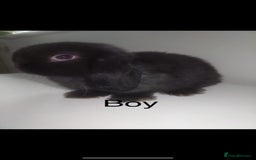 Mini Lop rabbits for sale: Mini lops available  - Image 2