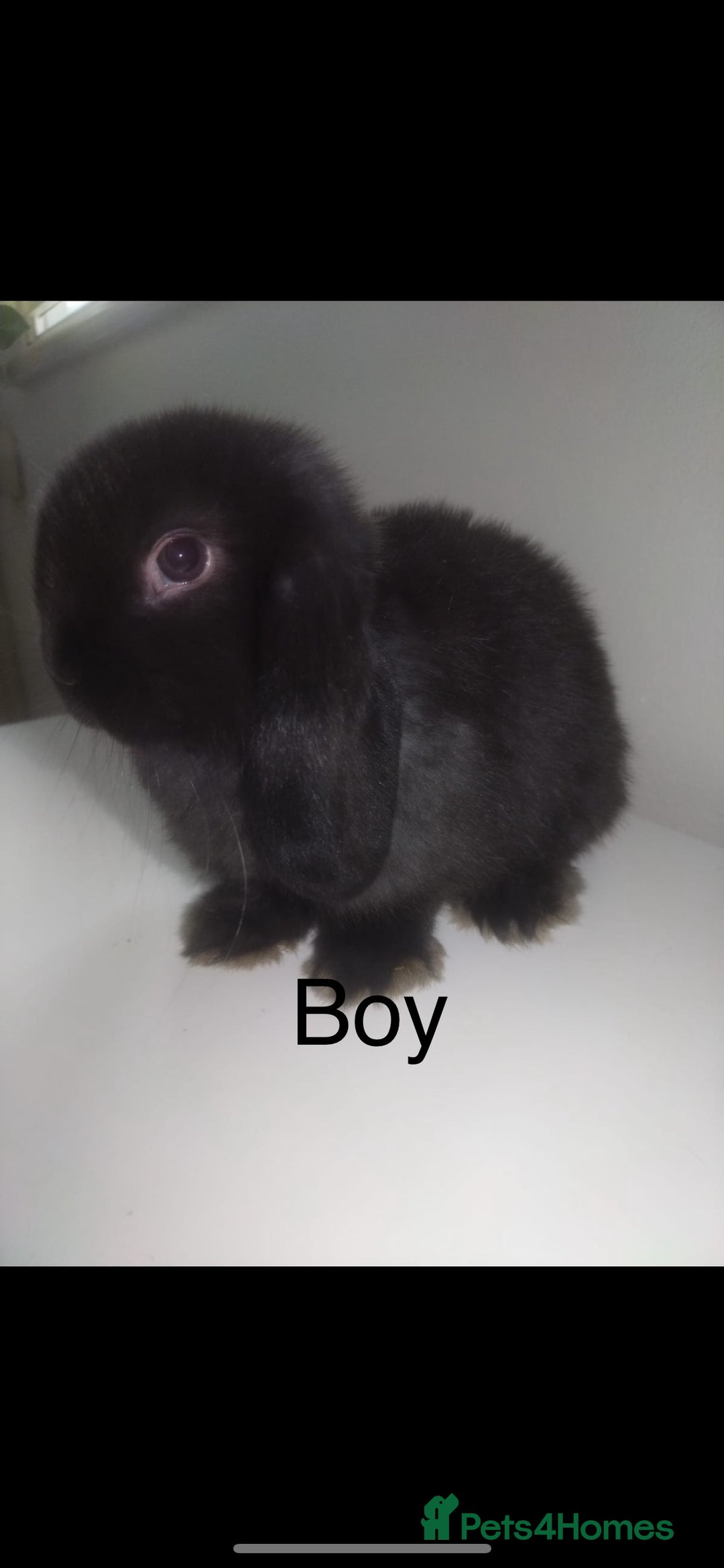 Mini Lop rabbits for sale: Mini lops available  - Image 2