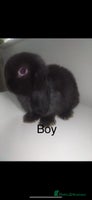 Mini Lop rabbits - Advert 1