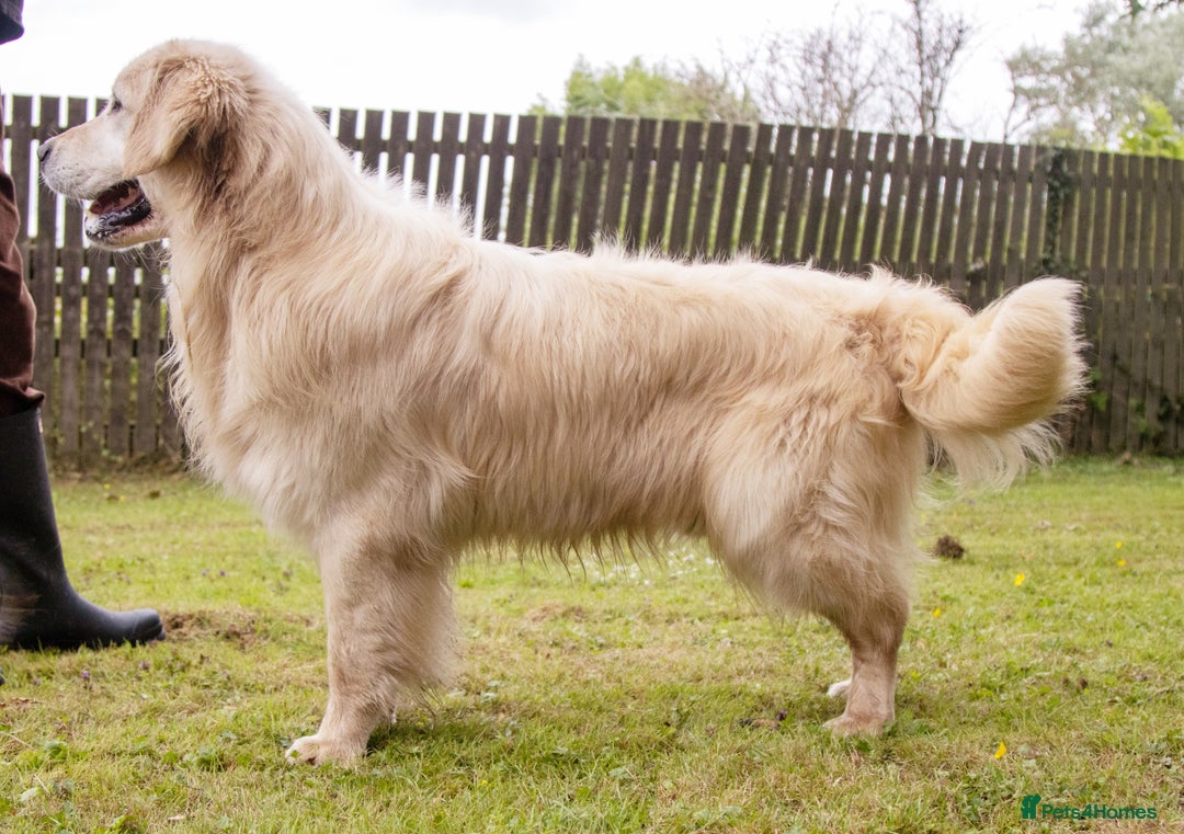 Golden Retriever dogs for sale: INTERNATIONAL PEDIGREE MOST HEALTH TESTED LITTER. - Image 7