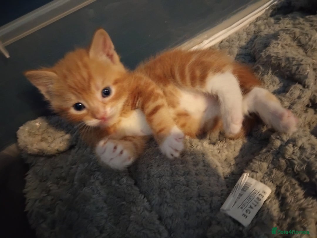 Mixed Breed cats for sale: 3 adorable 6 week old kittens. - Image 24