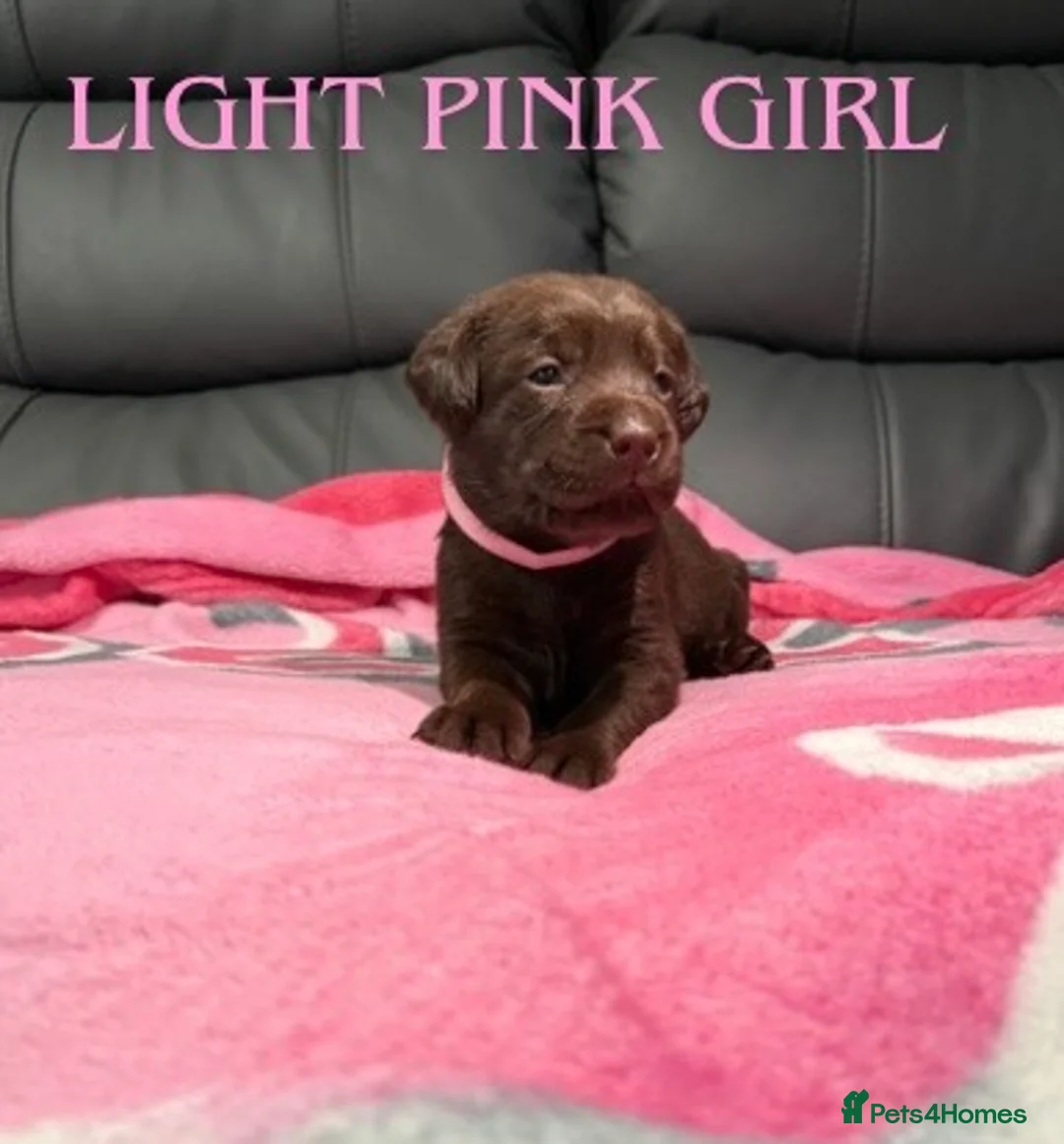 Labrador Retriever dogs for sale: STUNNING CHOCOLATE LABRADOR PUPPIES!!!! - Advert 23