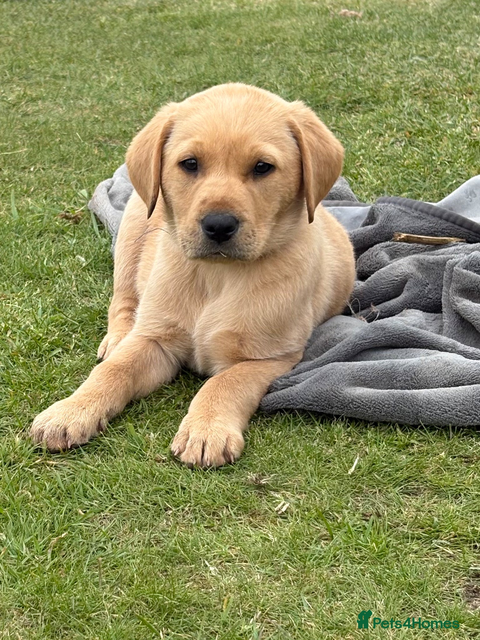 Labrador Retriever dogs Gorgeous Black and Yellow KC Labs - Advert 1