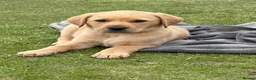 Labrador Retriever dogs for sale: Gorgeous Black and Yellow KC Labs - Advert 1