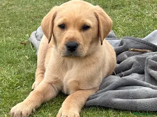 Labrador Retriever dogs for sale: Gorgeous Black and Yellow KC Labs - Advert 2