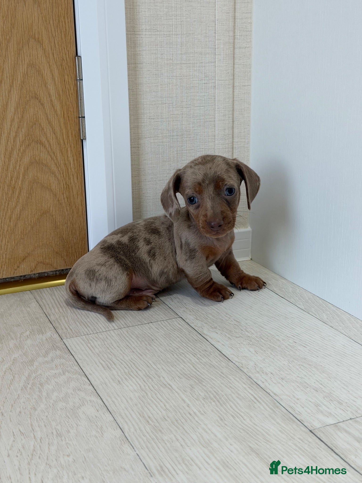 Miniature Dachshund dogs Miniature dachshund puppies  - Advert 18