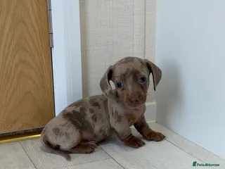 Miniature Dachshund dogs Miniature dachshund puppies - Advert 18