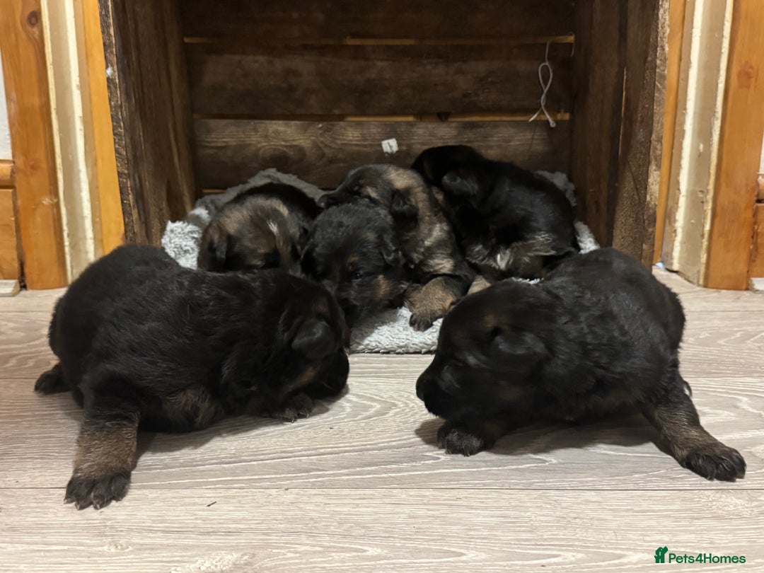 German Shepherd dogs for sale: German shepherd puppies  - Advert 7