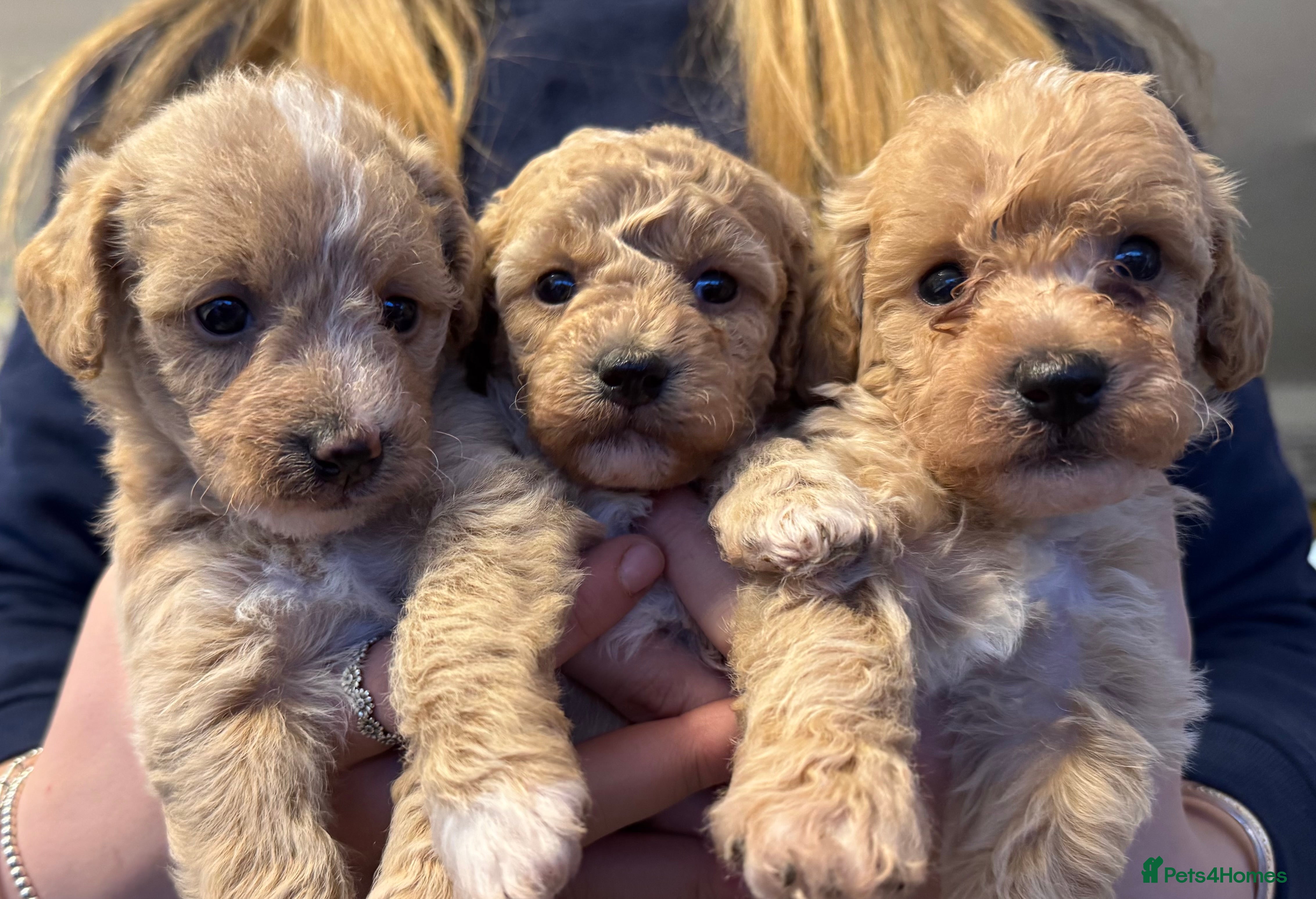 Mixed Breed dogs Poochon - Advert 3