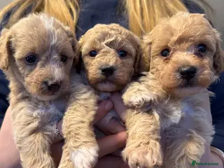 Mixed Breed dogs Poochon - Advert 3