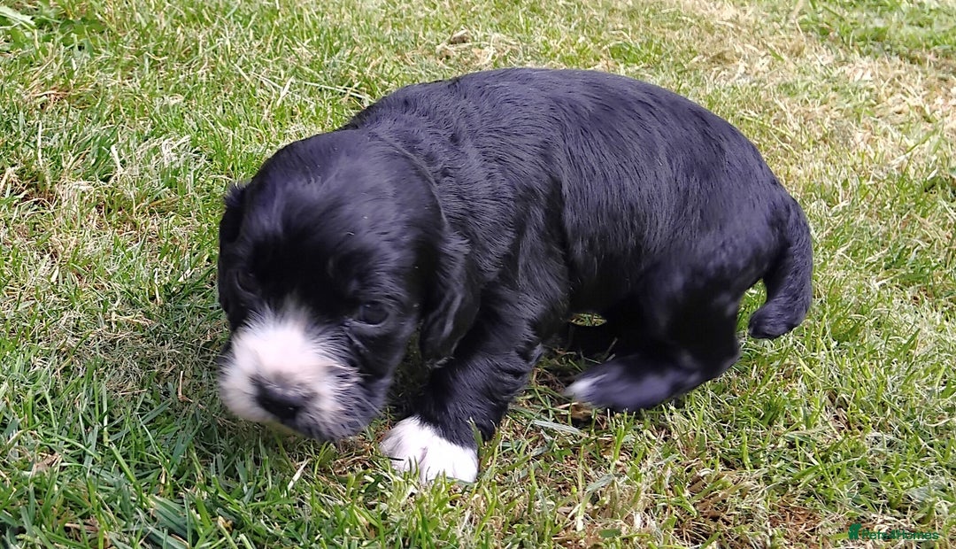 Cocker Spaniel dogs for sale: KC registered working cocker spaniel puppies. - Image 20