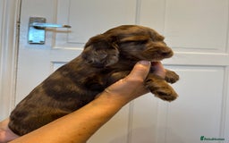 Cocker Spaniel dogs for sale: Super rare and unique show type dna tested Kc reg  - Image 18