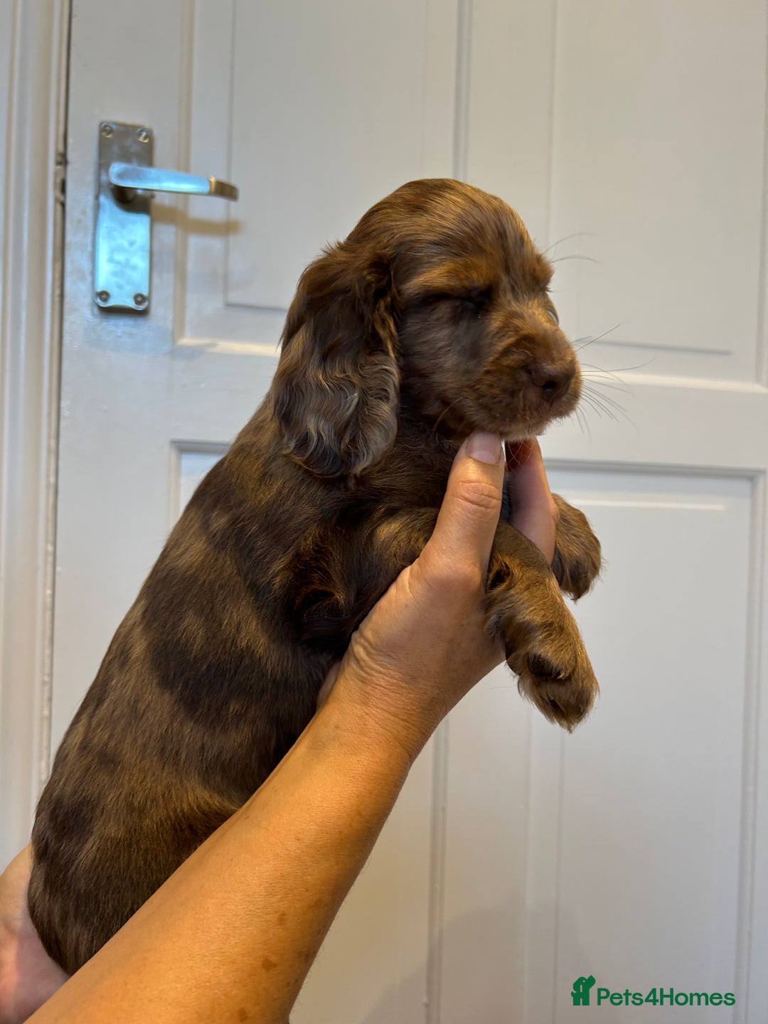 Cocker Spaniel dogs for sale: Super rare and unique show type dna tested Kc reg  - Image 18
