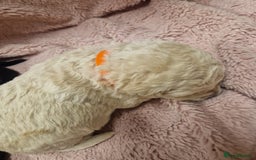 Goldendoodle dogs for sale: Quality goldendoodle puppies*4available,6reserved  - Image 22