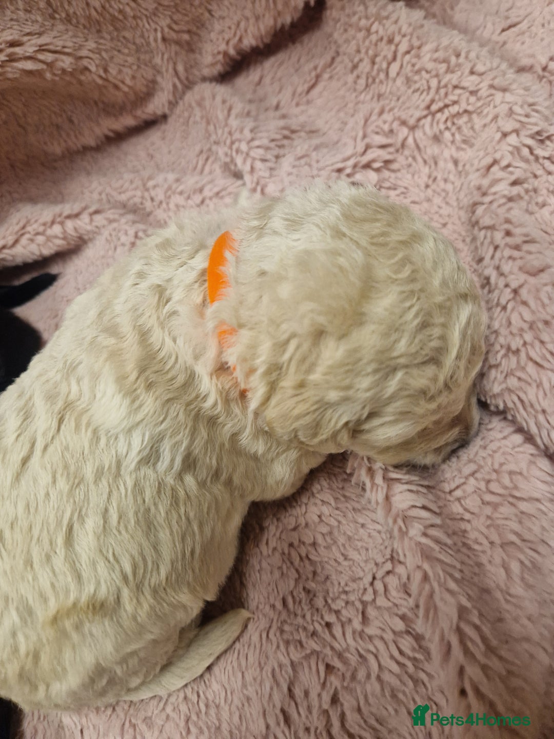 Goldendoodle dogs for sale: Quality goldendoodle puppies*4available,6reserved  - Image 22