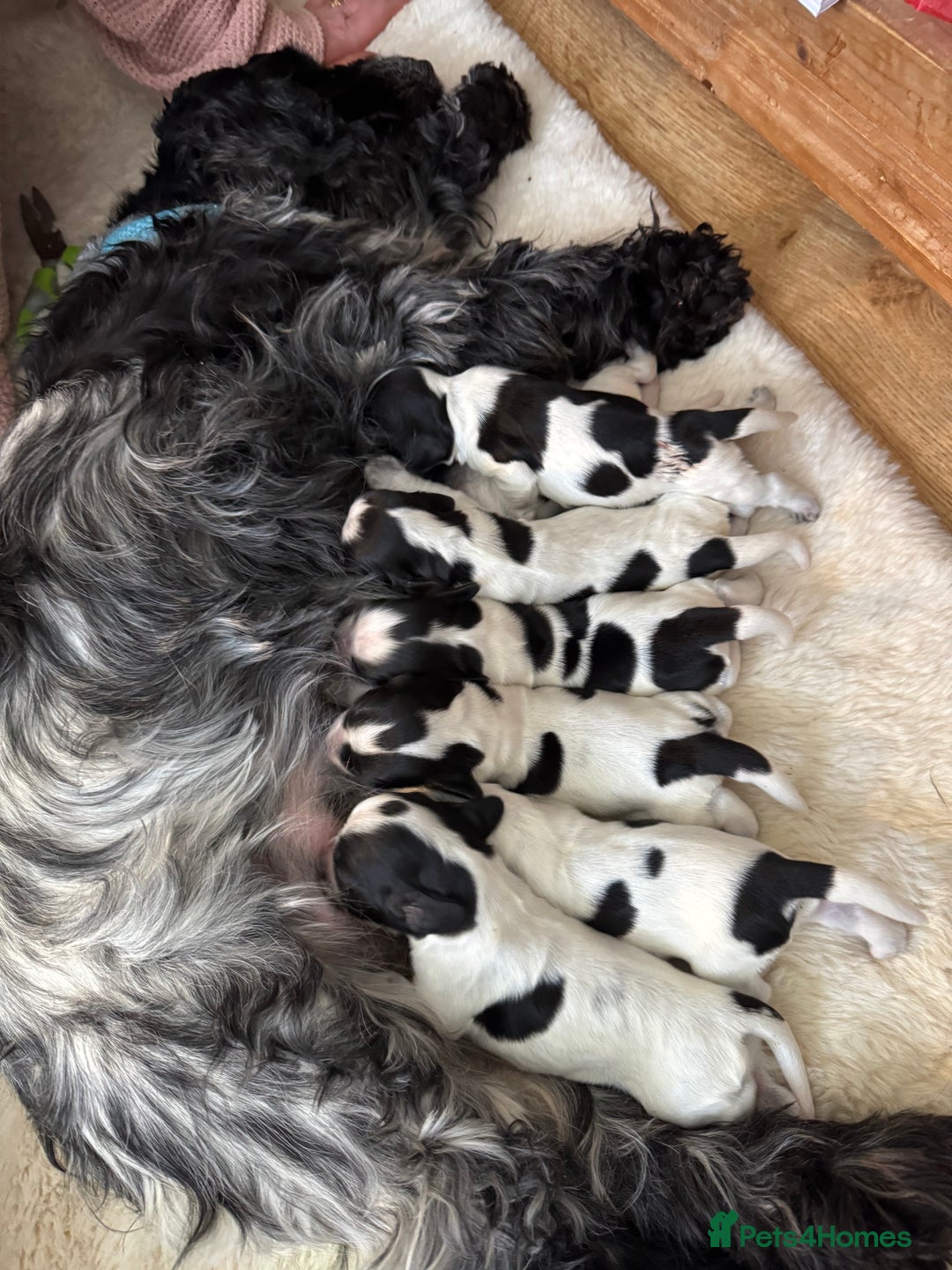 Cocker Spaniel dogs for sale: 7 Blue Roan Cocker Spaniel puppies - Advert 6